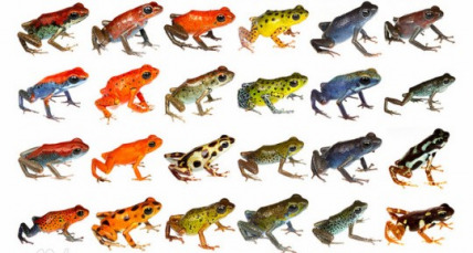 The Republic of Oophaga pumi