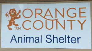 The Colony of Orange Animal 