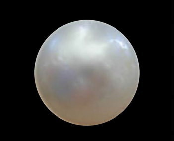 The Kingdom of Palourde