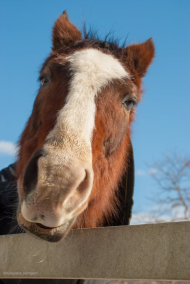 The Republic of Pand and alp