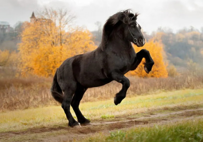 The Community of Percheron