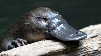 The Dictatorship of Platypus
