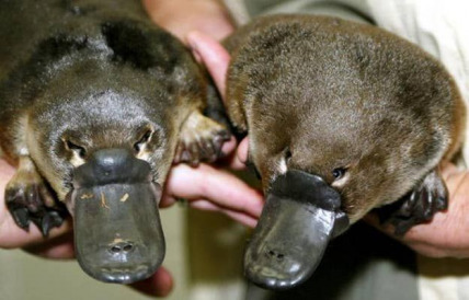 The Community of Platypus Fa