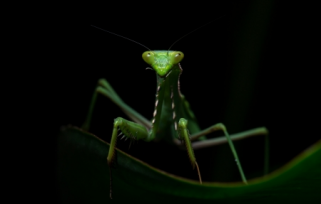 The Mantodea of Praying Mant