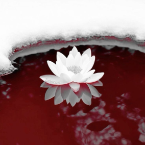 The Republic of Proserpinaca