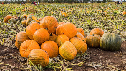 The Patch of Pumpkins 3