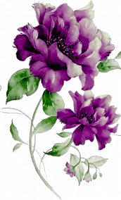 The Purple flowers of Purple