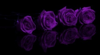 The Colony of Purple Roses