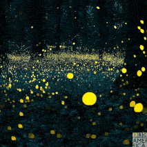 The Serenity of Pyreflies