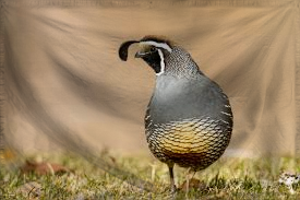 The Republic of Quails