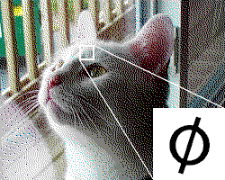 The Delight of Racoda