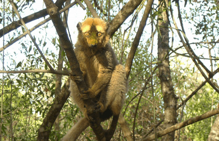 The Republic of Red Lemur