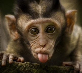 The Holy Empire of Reger Ale