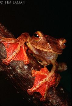 The Republic of Rhacophorus 