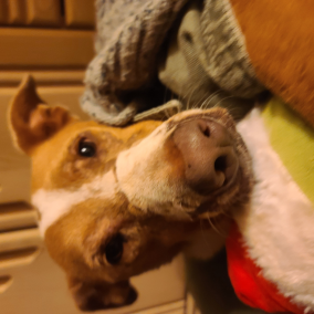 The Republic of Rizzler Grov