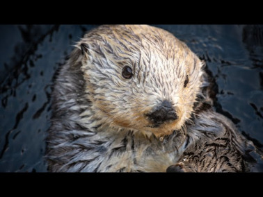 The Free Land of Rosa the Se