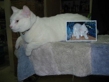 The Dominion of Samwise