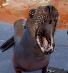 The Theocracy of Sea Lionn