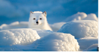 The Republic of Sketchs