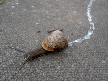 The Republic of Snail Trail