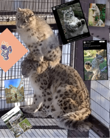 The SNOW LEOPARDDOM of SNOW 