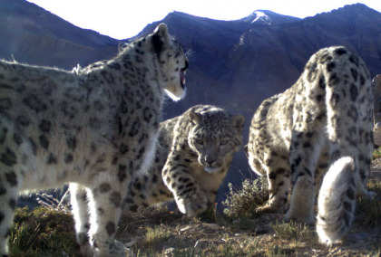 The Queendom of SNOW LEOPARD
