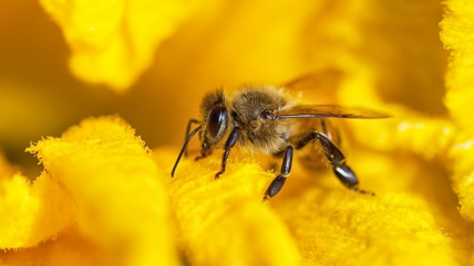 The Colony of Soldier bee 5