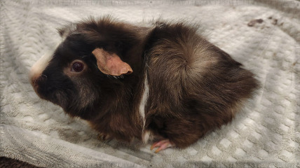 The Republic of Southern Eth