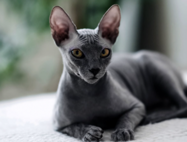 The Republic of Sphynx Cat