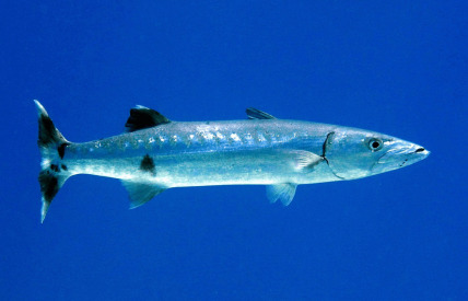 The Barracuda of Sphyraena b