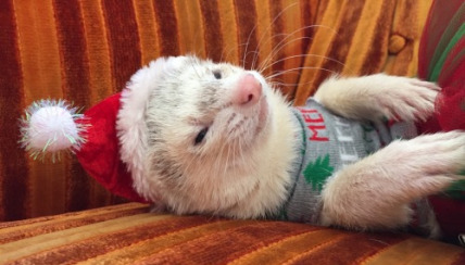 The Vengeful Ferret God of S