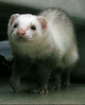 The Rogue Nation of Stinky R