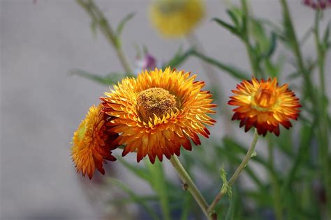The Republic of Strawflower 