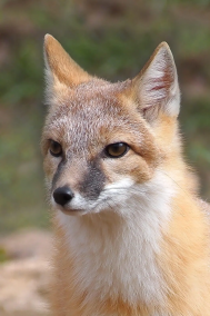 The Republic of Swift Fox