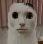 The Oppressed Peoples of TAC