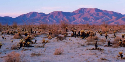 The Desert Community of The 