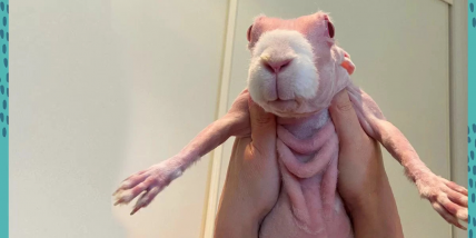 The Empire of The Charlie St