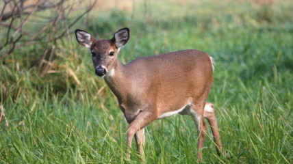 The Colony of The Doe