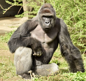 The Dead Meme of The Harambe