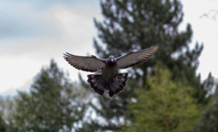 The Swooping Pigeons of The 