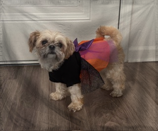 The Most Serene Republic of 