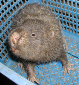 The Free Land of The Spalaci