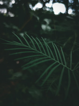The Junglez of The State of 