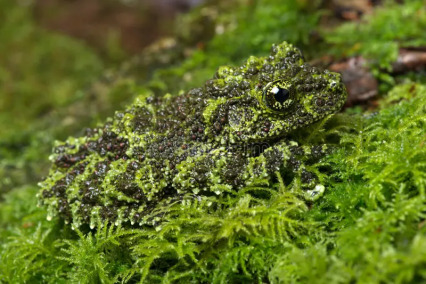 The Republic of Theloderma c