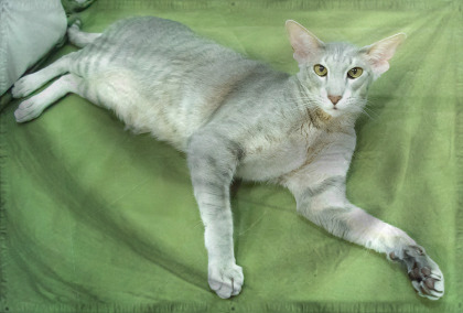 The Republic of Thinus and L