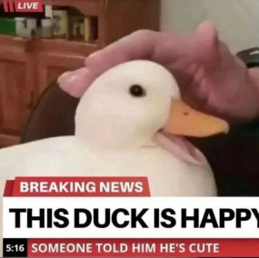 The Republic of This Duck is