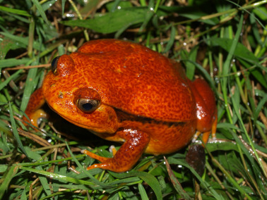 The Army of Tomato Frog