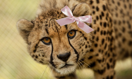 The ????man i luv cheetahz??