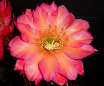 The Republic of Trichocereus