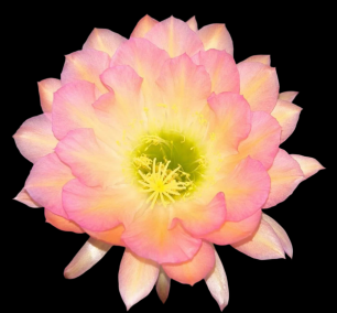 The Republic of Trichocereus